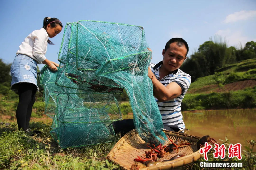 东西问 | 徐晓燕：黑水虻技术如何成为中国绿色农业“密码”？