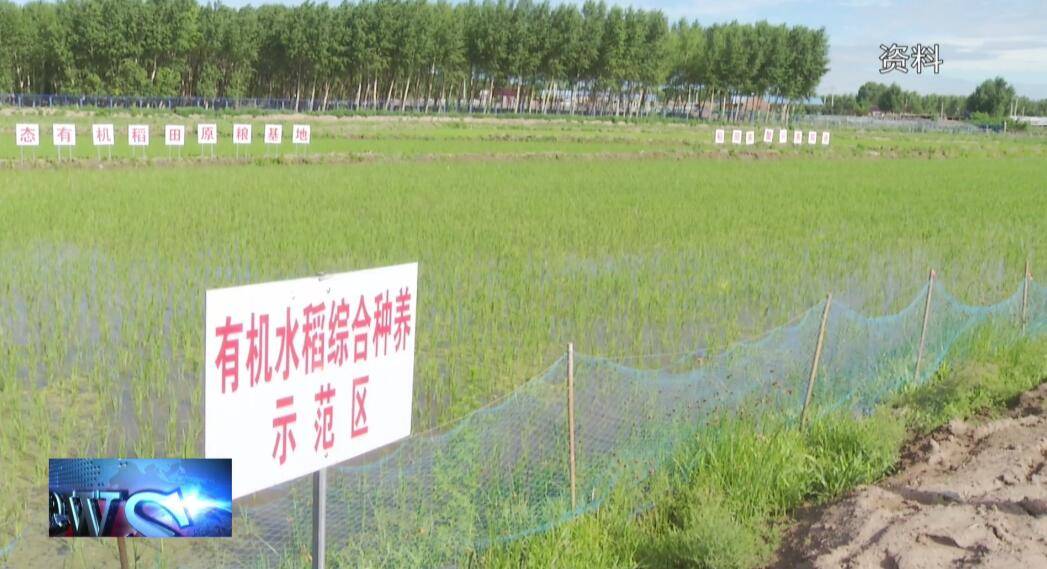 【镇赉】稻蟹共生促发展 一田两用助增收
