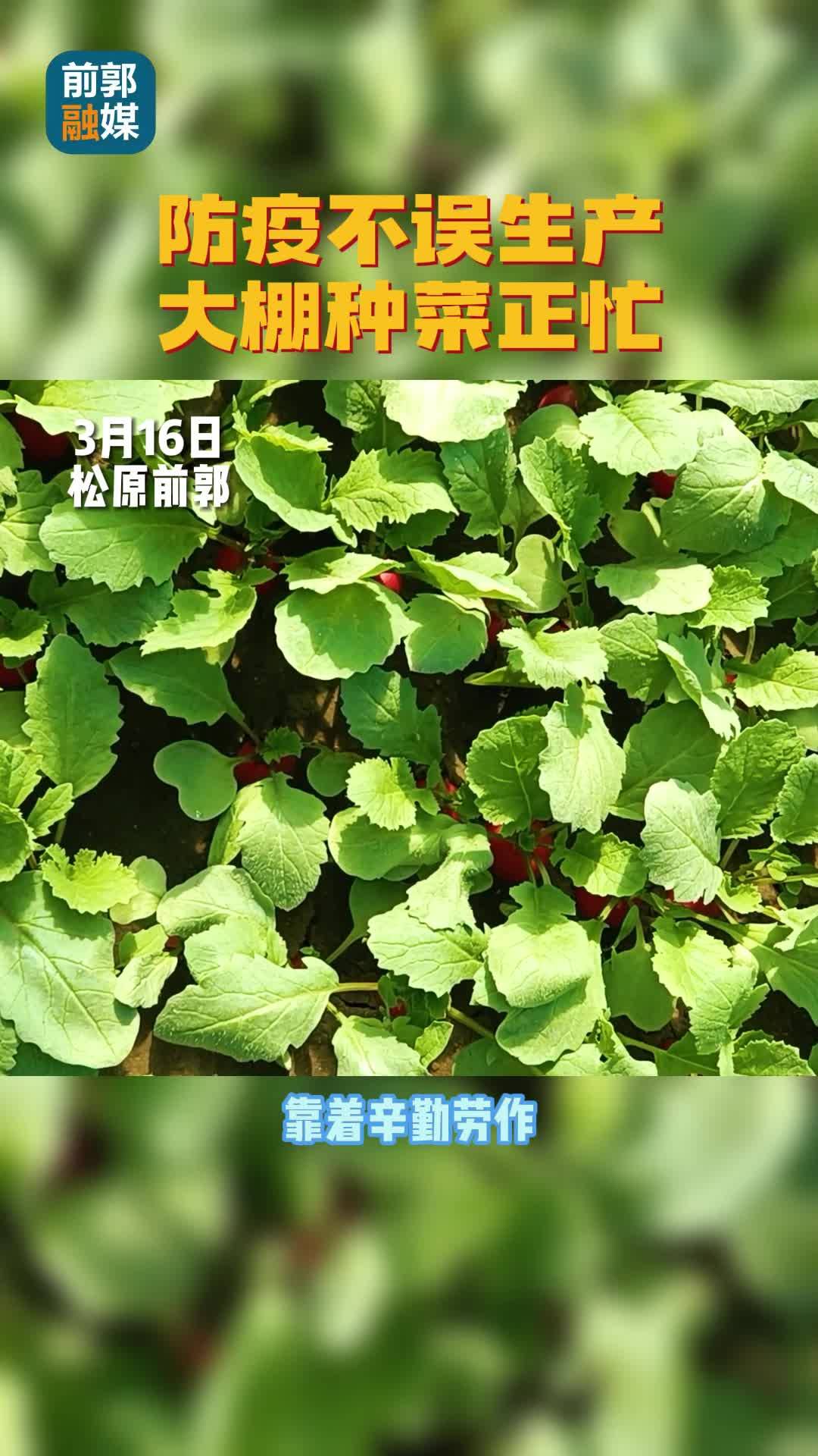 防疫不误生产 大棚种菜正忙