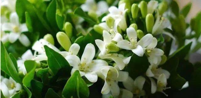生活小百科丨没想到茉莉花还有这么多种吃法，做法简单还美味，先收藏了！