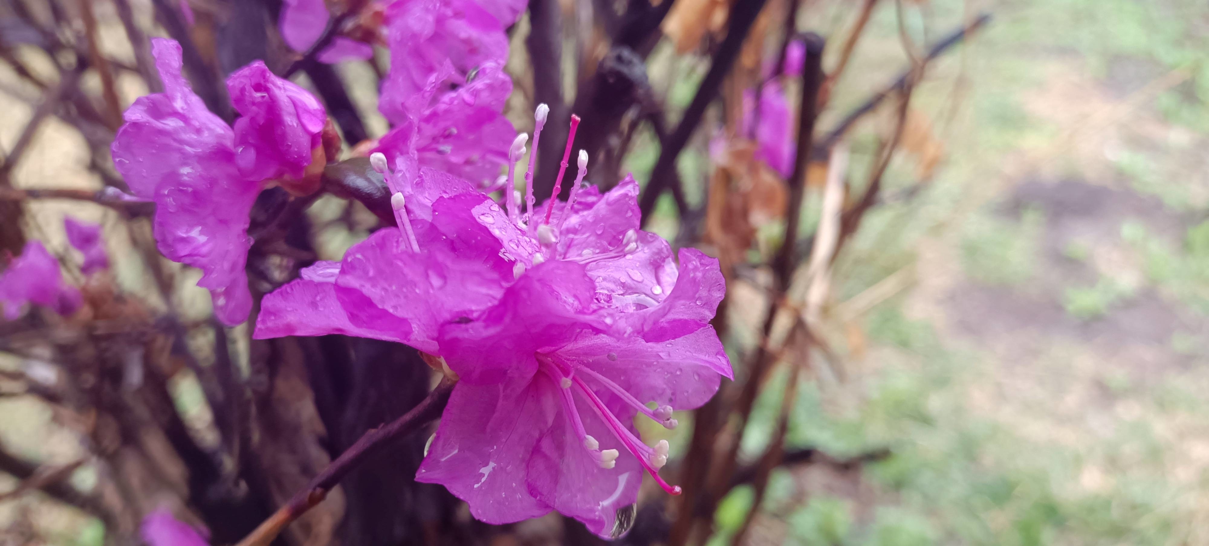 春雨—润物—花开