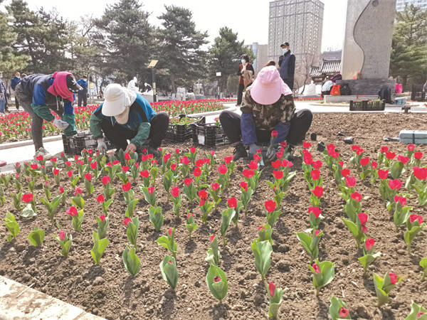 延吉公园立体式春季花卉园即将竣工 7万株郁金香紫罗兰五一怒放