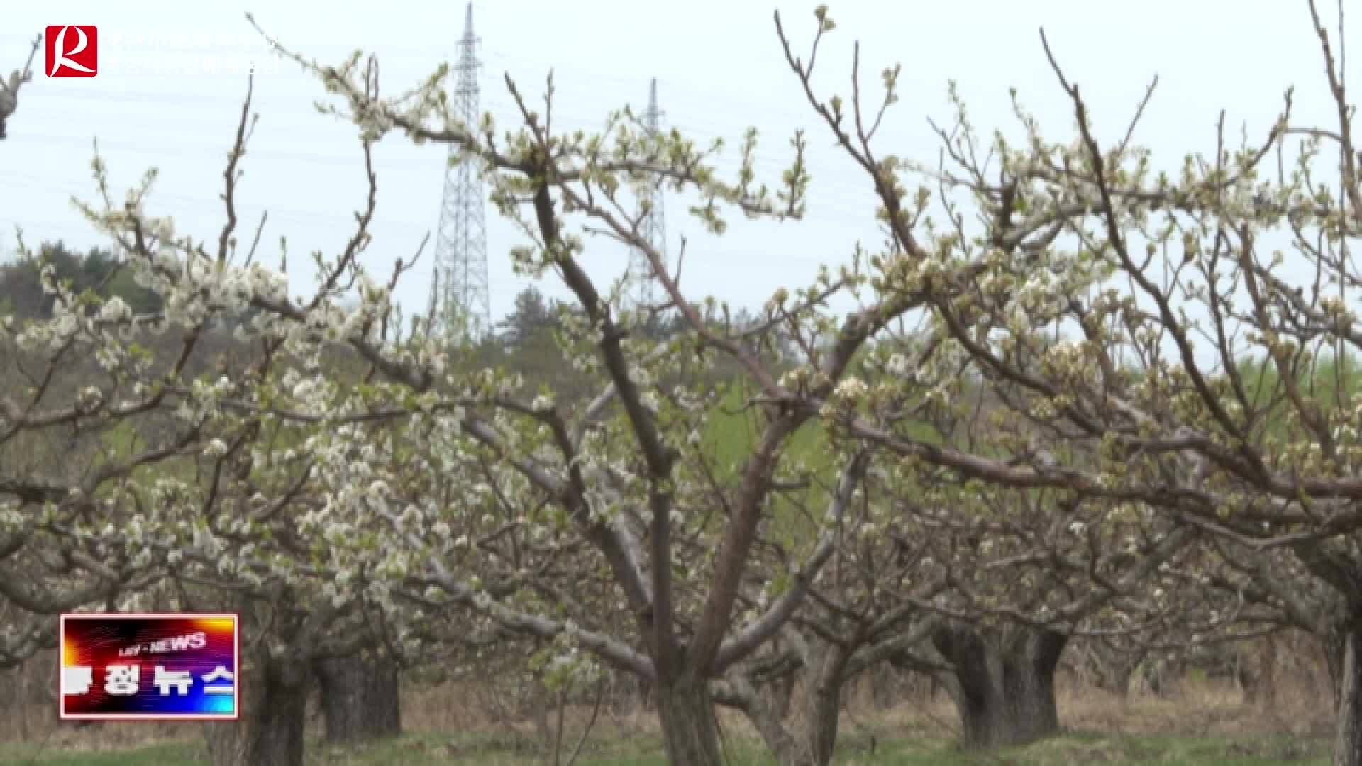 【룡정뉴스】만무과원 사과배꽃 만발해