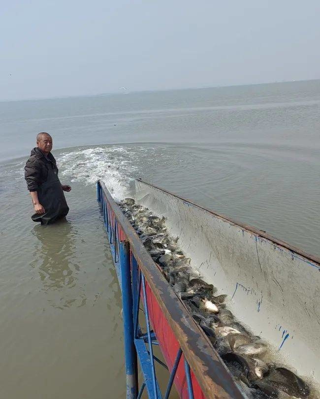 库里湖渔业有限公司春季“渔耕”增殖提效