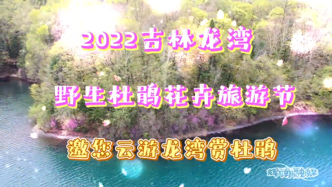 2022吉林龙湾野生杜鹃花卉旅游节 邀您云游龙湾赏杜鹃