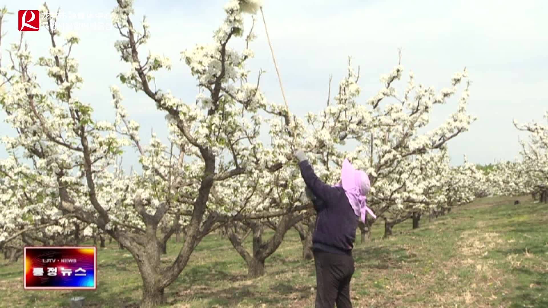 【룡정뉴스】우리시 사과배나무 인공수분 작업 마무리 지어