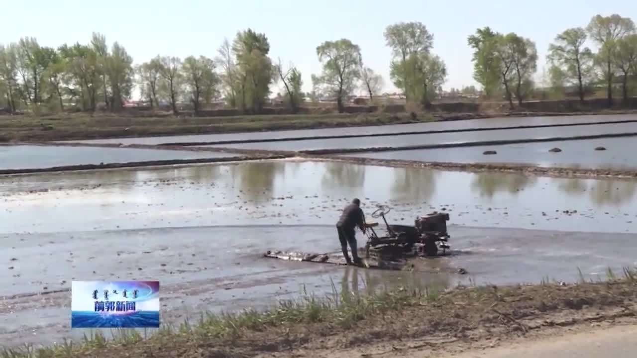 平凤乡：水稻生产秧苗壮 整地忙