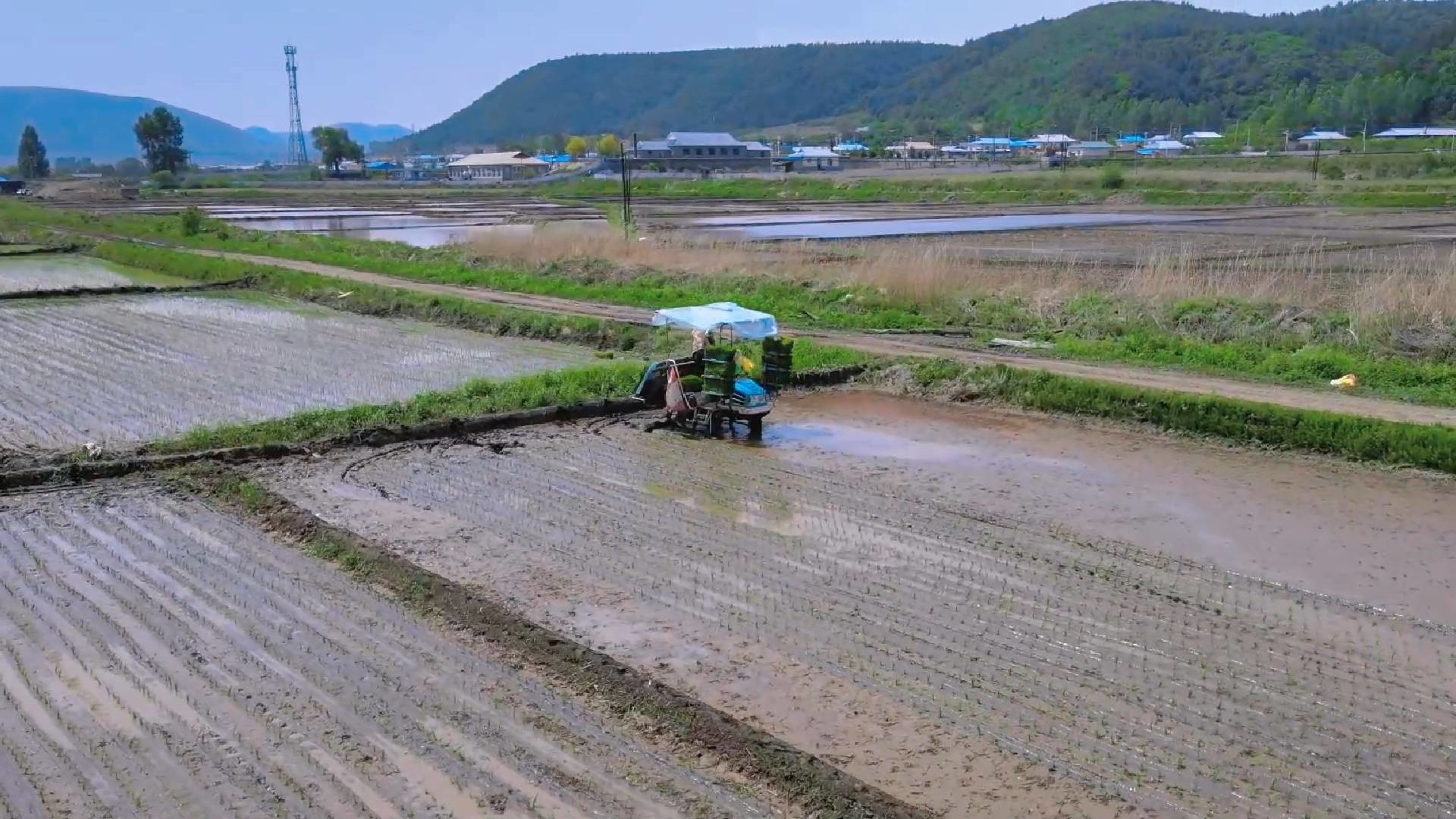 图们市月晴镇水稻插秧工作有序进行