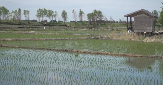 “一水两用 一田双收”稻渔综合种养新模式助推乡村产业振兴