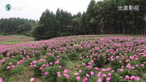 辉南县：芍药花开惹人醉  漫天花海竞芬芳