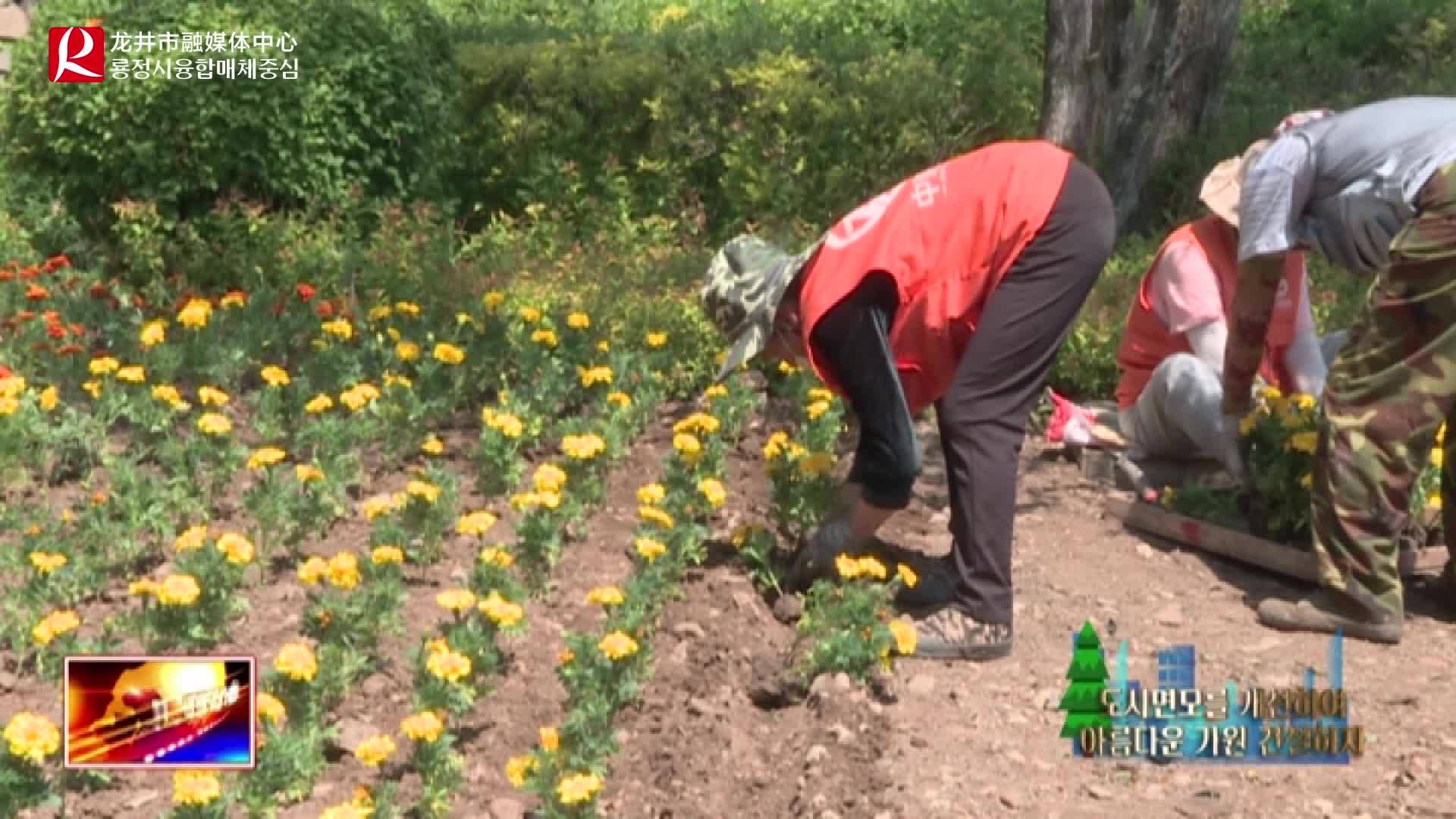 【룡정뉴스】우리시 부분적 록지에 꽃이 만발해