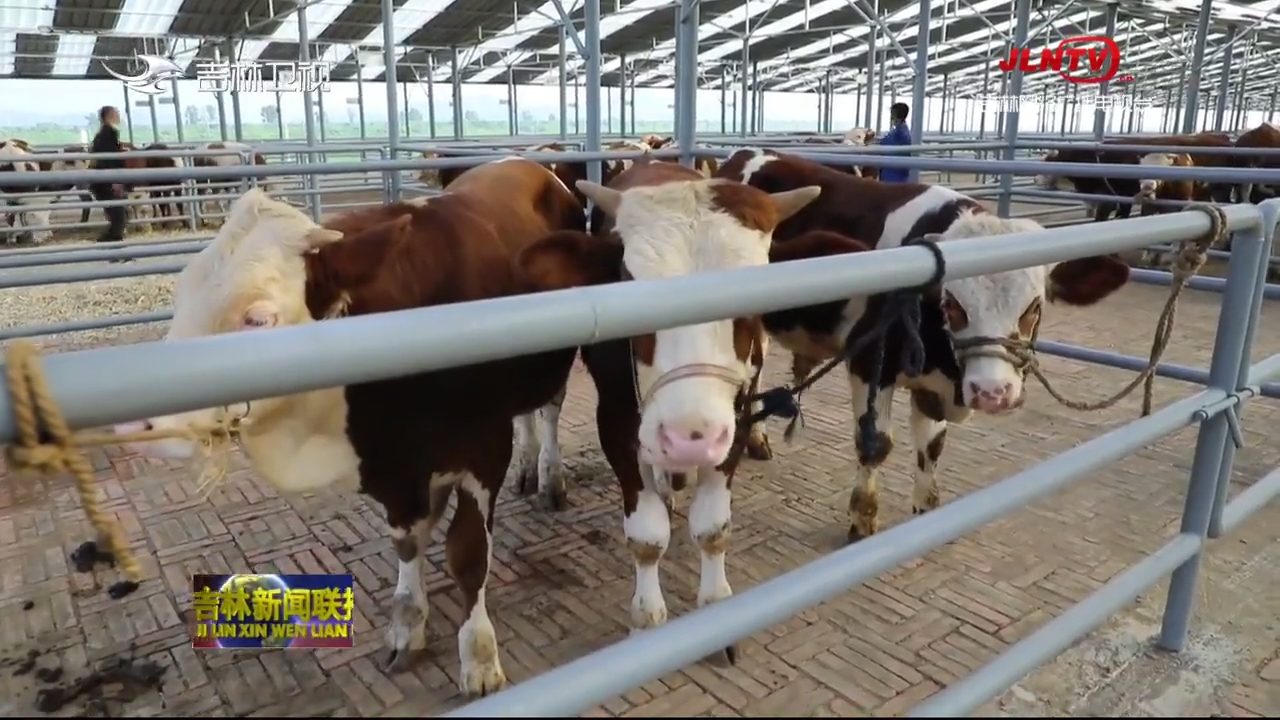 东北地区规模最大黄牛交易市场在桦甸开市