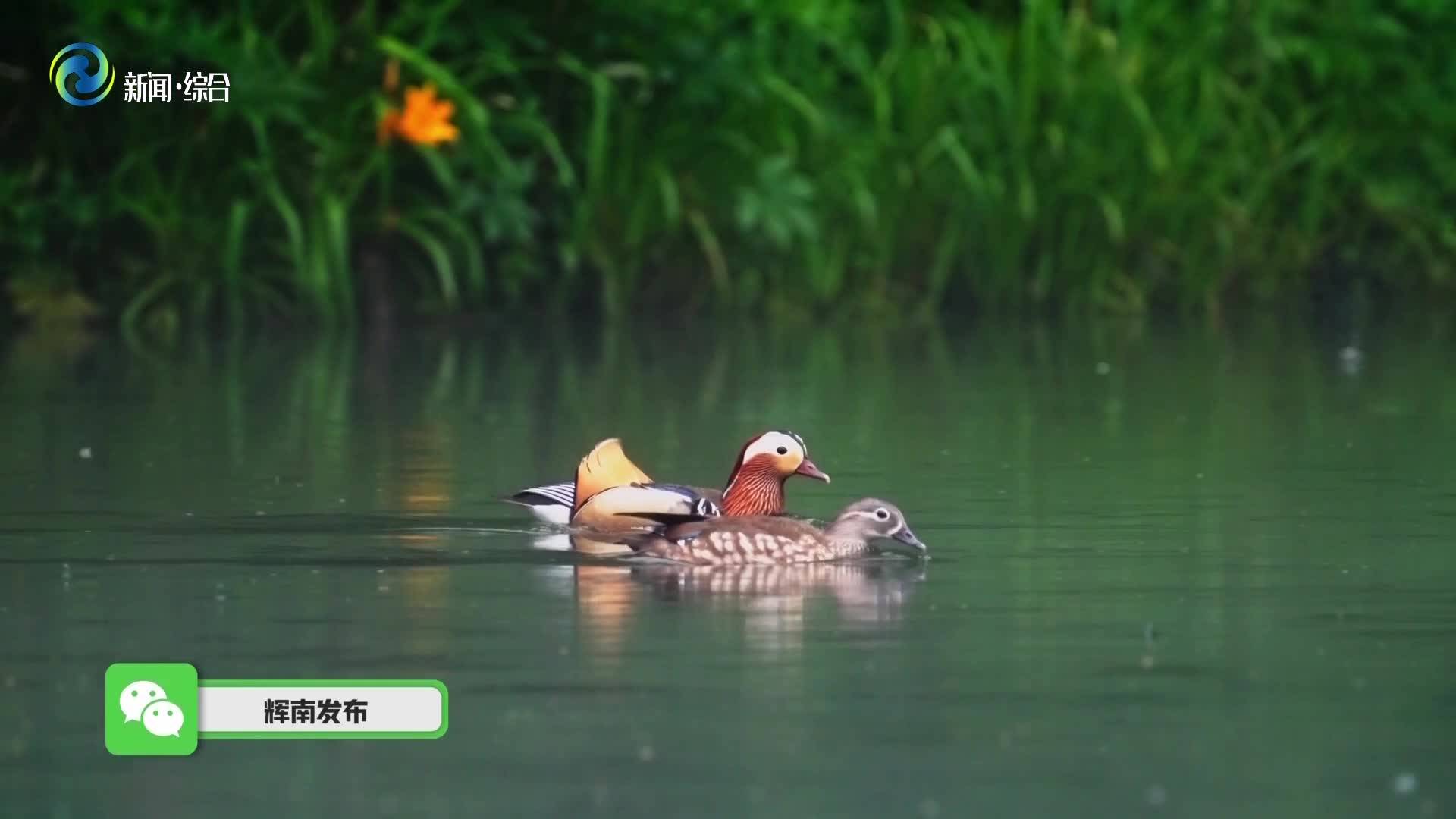 辉南风光片：鸳鸯戏水