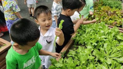 快乐种植，悦享丰收——龙井市第二幼儿园种植活动