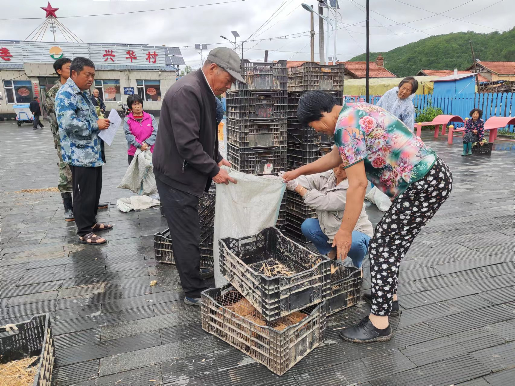 【乡村振兴】汪清县复兴镇：送鸡雏促增收 铺就乡村振兴路