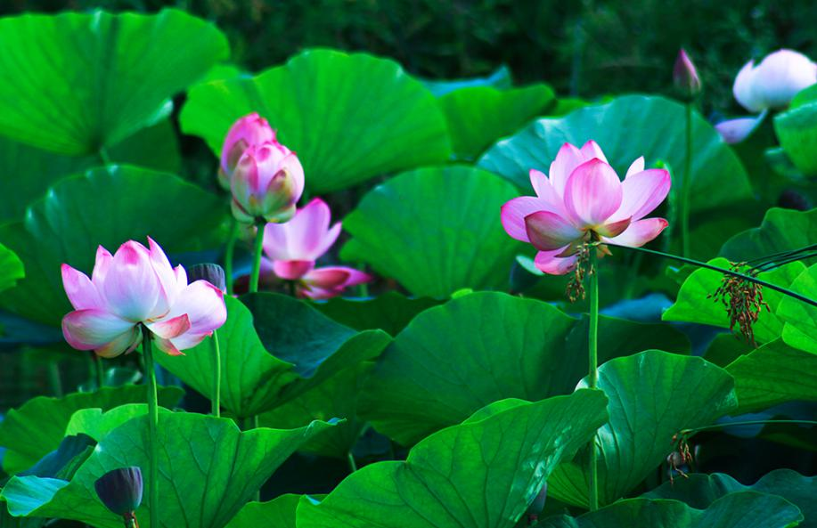 【相约花季】高寒山区赏荷花(特邀稿件）