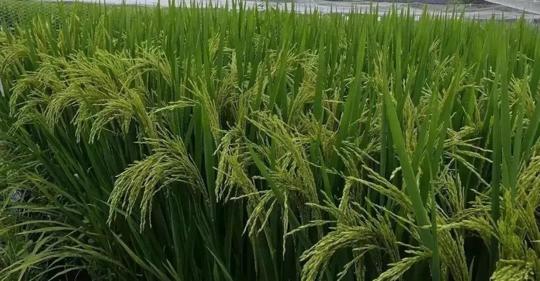 抗涝灾应急技术问答