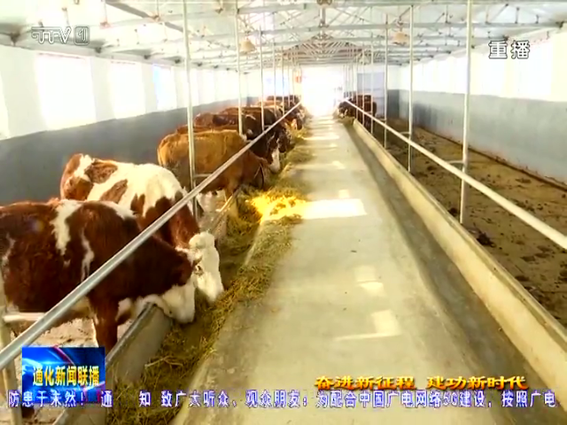 通化：牵牢“牛鼻子”做强“牛”经济 高位推动肉牛产业驶入发展快车道