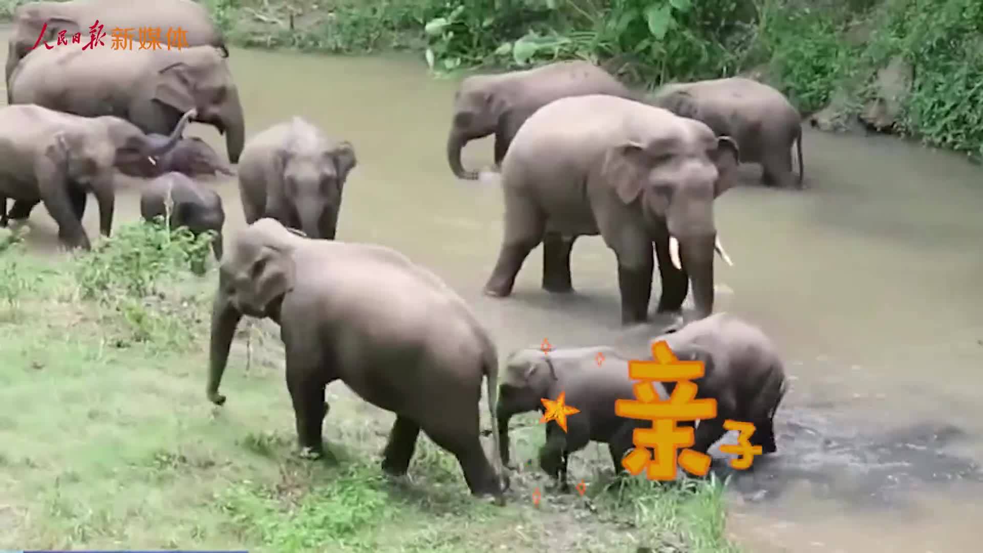 看！这里有场“象”往的丛林舞会