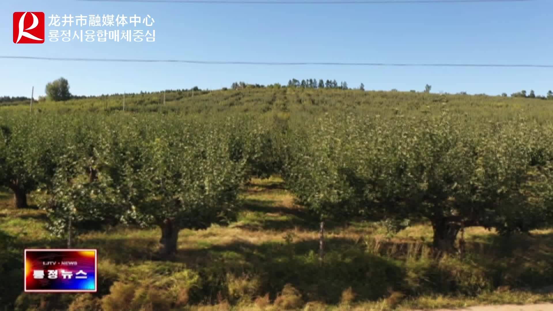 【룡정뉴스】시기상국서 사과배수확기에 직통식 기상봉사 전개