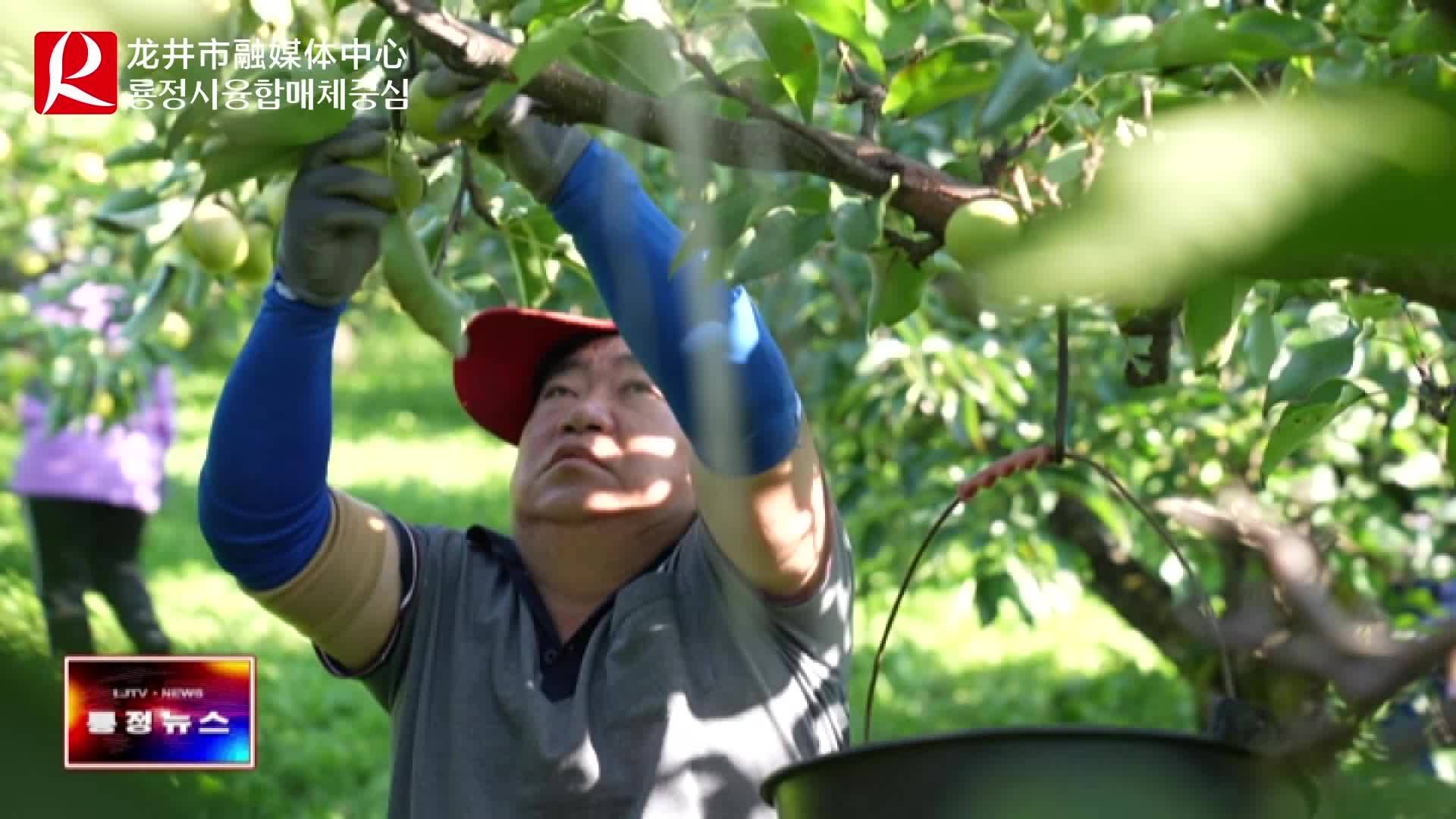 【룡정뉴스】올해 우리시 사과배 수확철 맞아