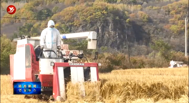 延吉市3.6万余亩水稻机械化收割  确保颗粒归仓