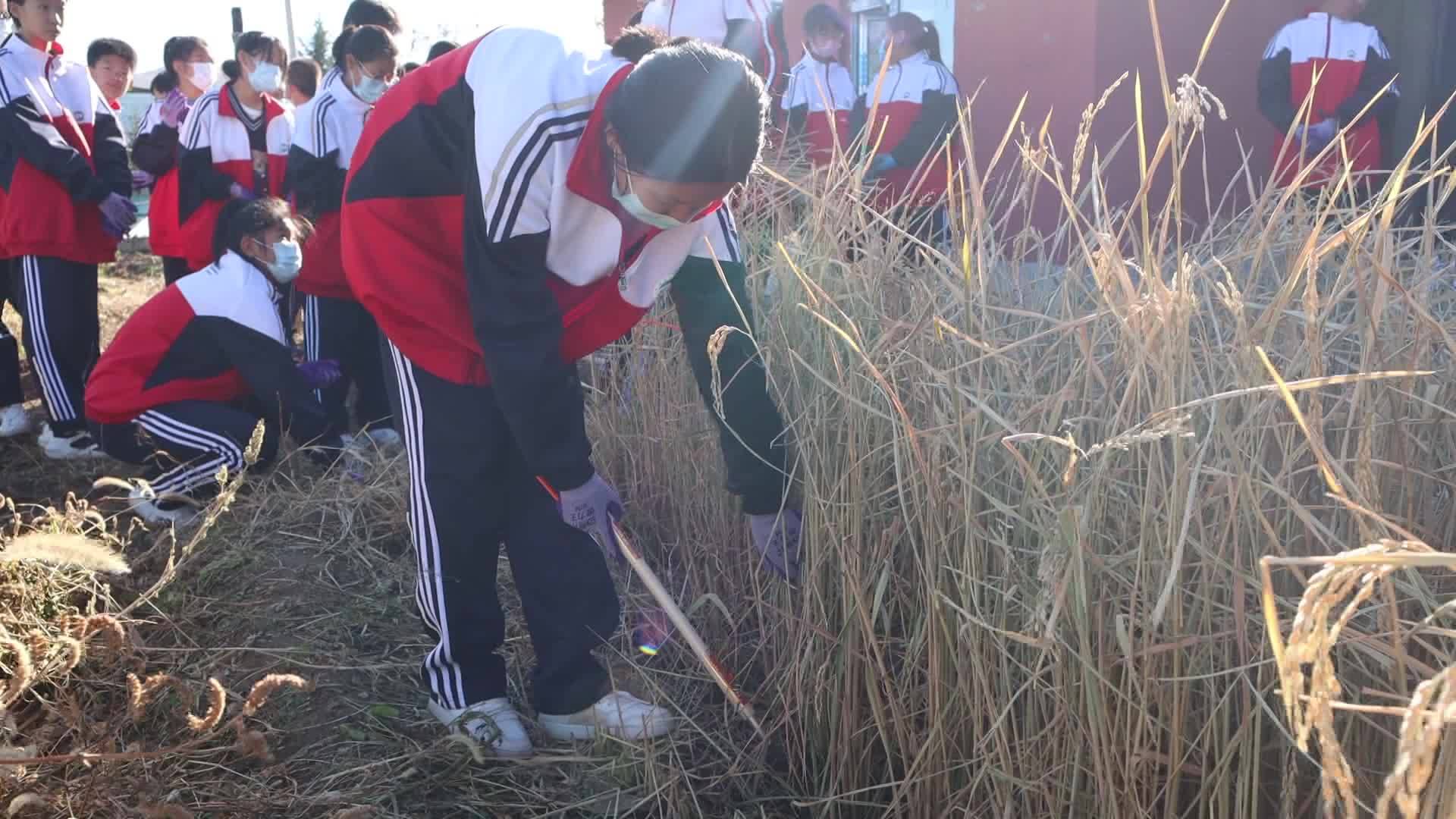 安林学子收粮忙 劳动课开到田间地头