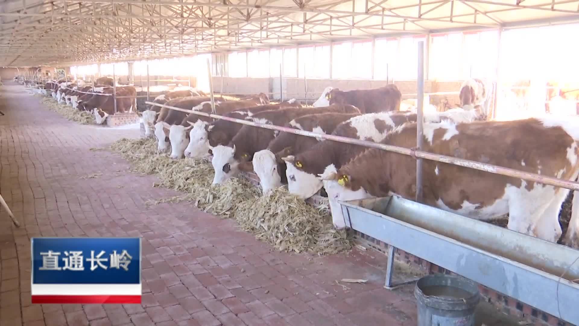 直通县市区2022年11月2日长岭     发展肉牛产业 助推乡村振兴VA0