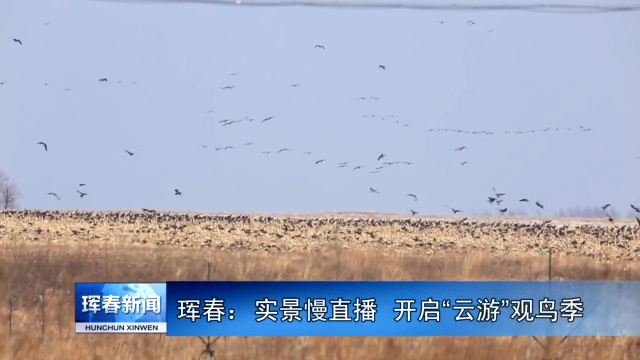 珲春： 实景慢直播  开启“云游”观鸟季