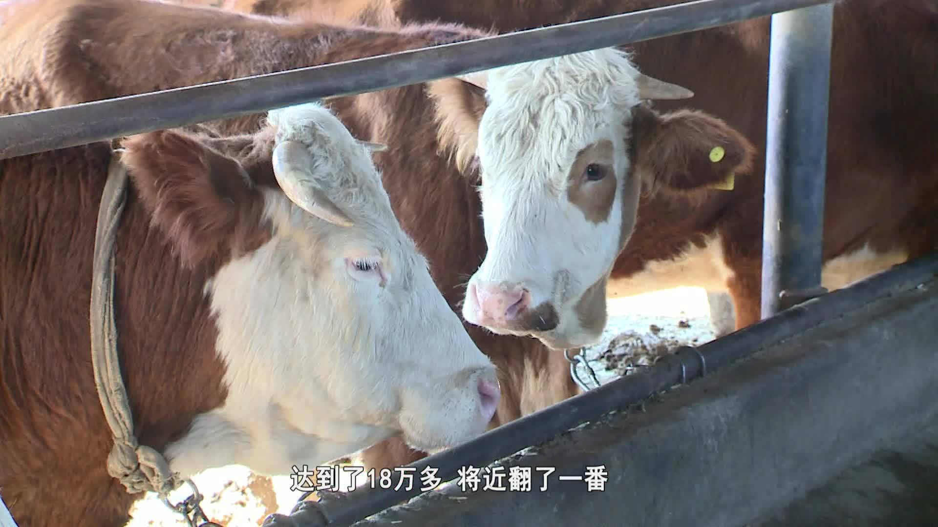 专题：天台镇小城子村乡村振兴