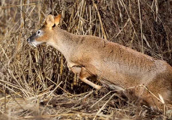 延吉帽儿山发现国家二级保护动物河鹿