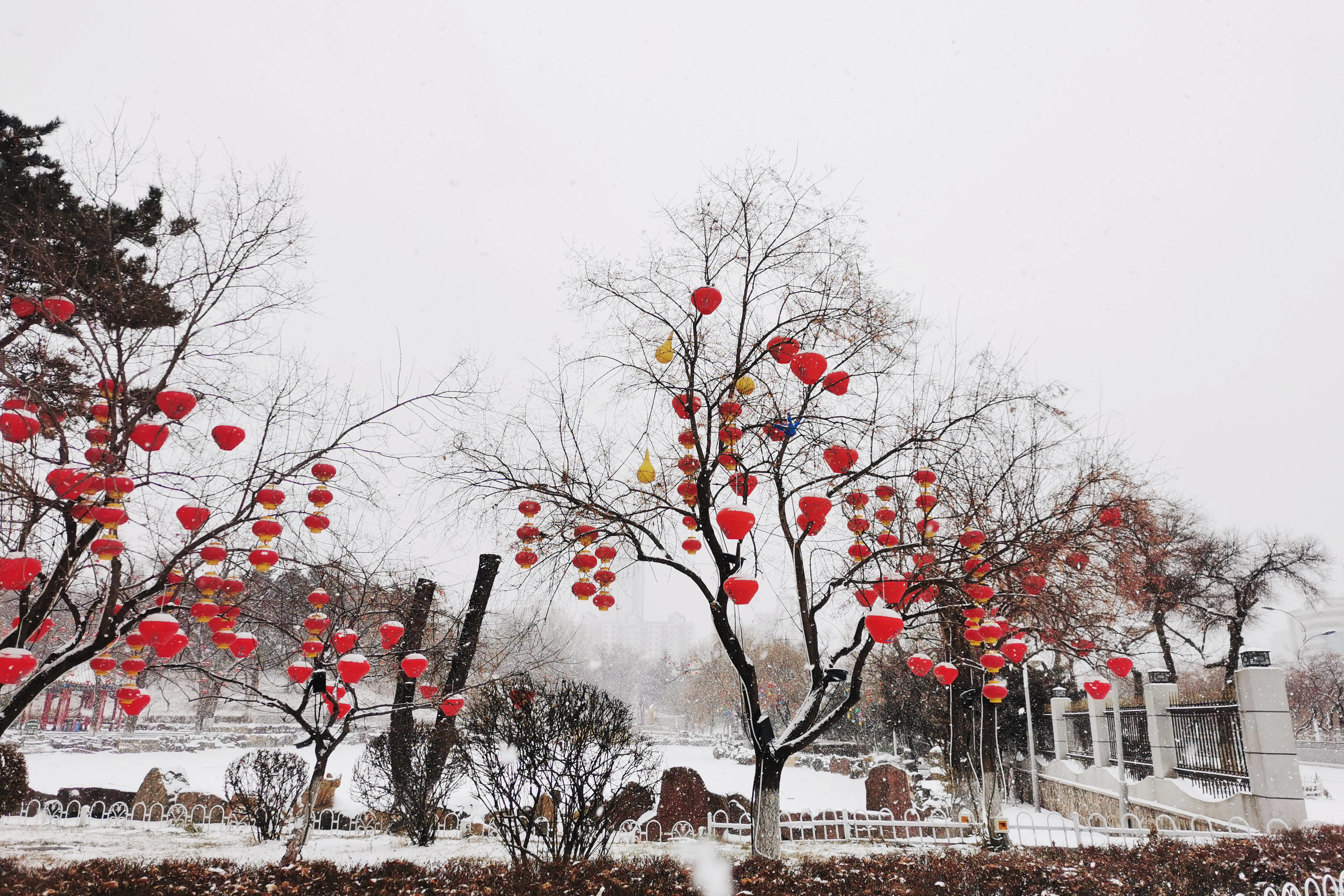 【组图】雪中延吉公园　邂逅一园梦境