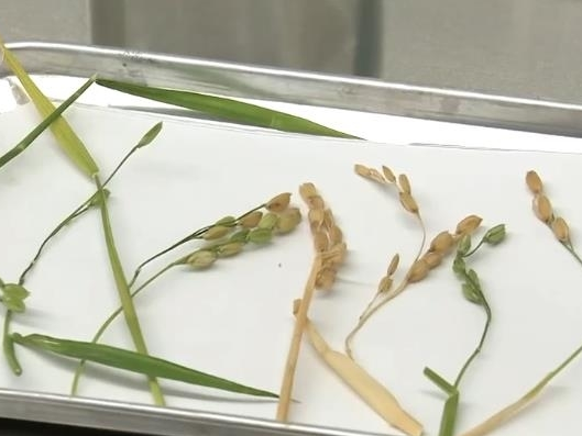 航天新征程｜硕果累累！科学家已发现返回水稻特殊现象