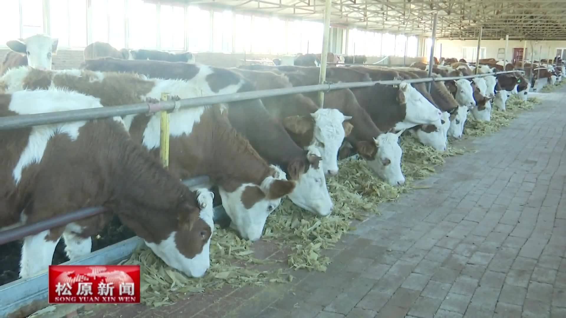 养牛协会成立 促进农民增收