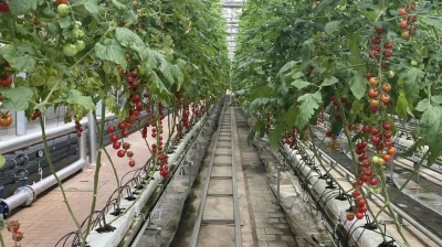 吉林省冬季地产新鲜蔬菜自给率突破12%