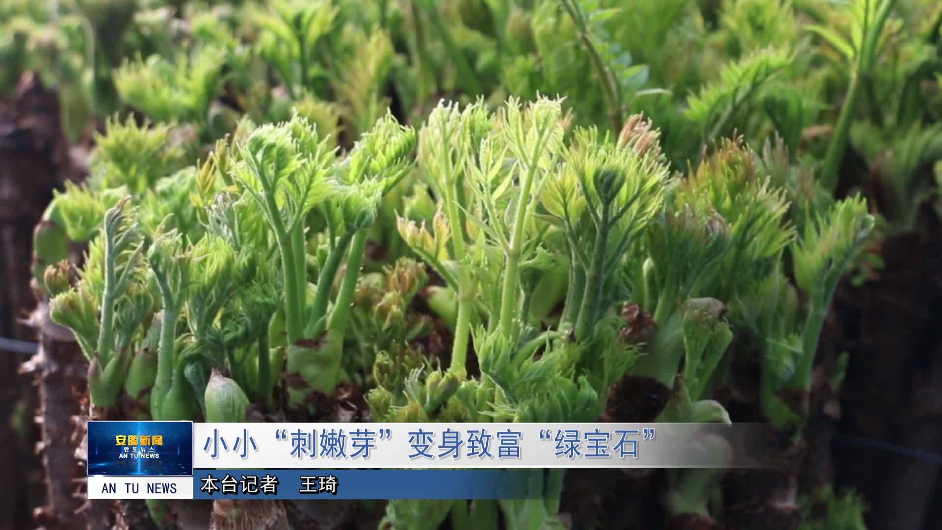 小小“刺嫩芽”变身致富“绿宝石” 