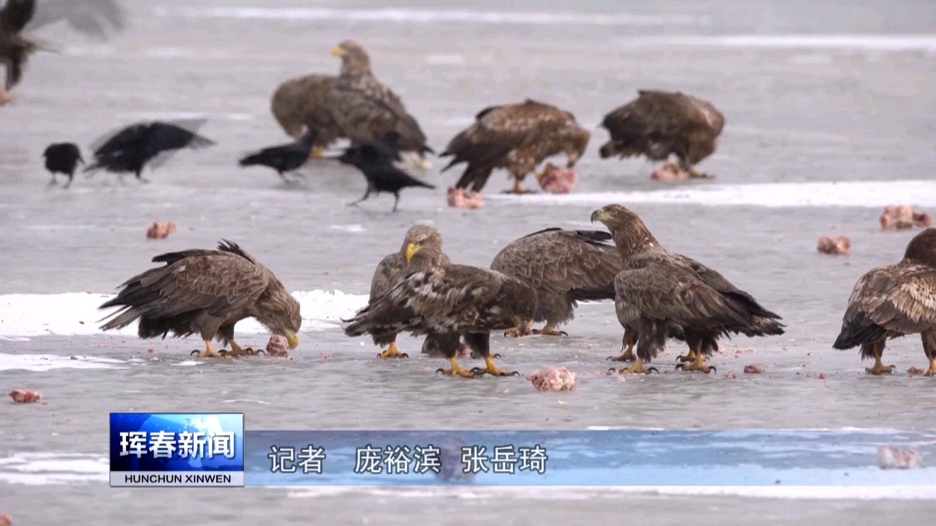 敬信湿地迎来北归候鸟 摄影爱好者开启摄“雕”季