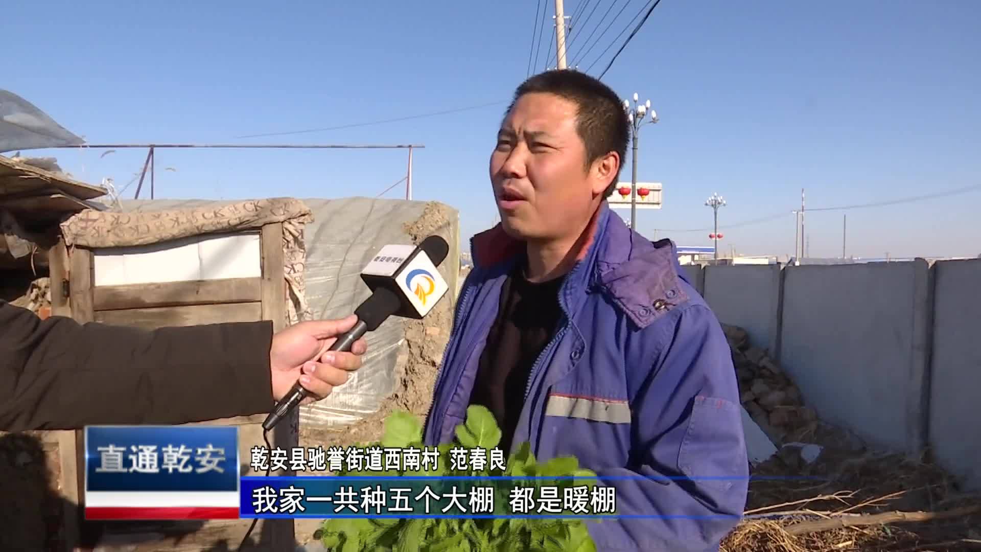 直通县市区2023年3月10日乾安     乡村振兴进行时  小庭院”产出“大效益”VA0
