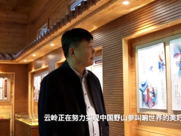 【最美柳河人】曾宪清：多元发展，让中国野山参走向世界！