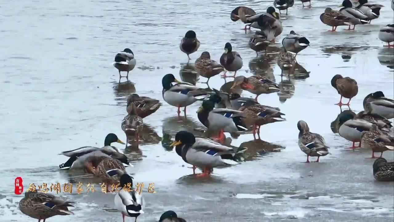 春光旖旎 鹜落雁鸣——吉林敦化雁鸣湖保护区迎来首批迁徙水鸟