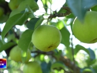 【龙井新闻】苹果梨产业托起乡村振兴梦