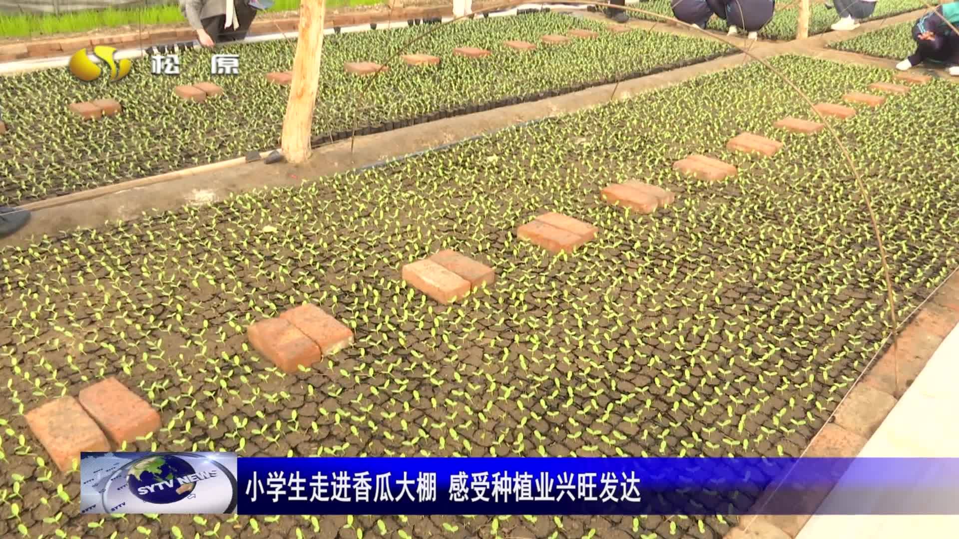 小学生走进香瓜大棚 感受种植业兴旺发达