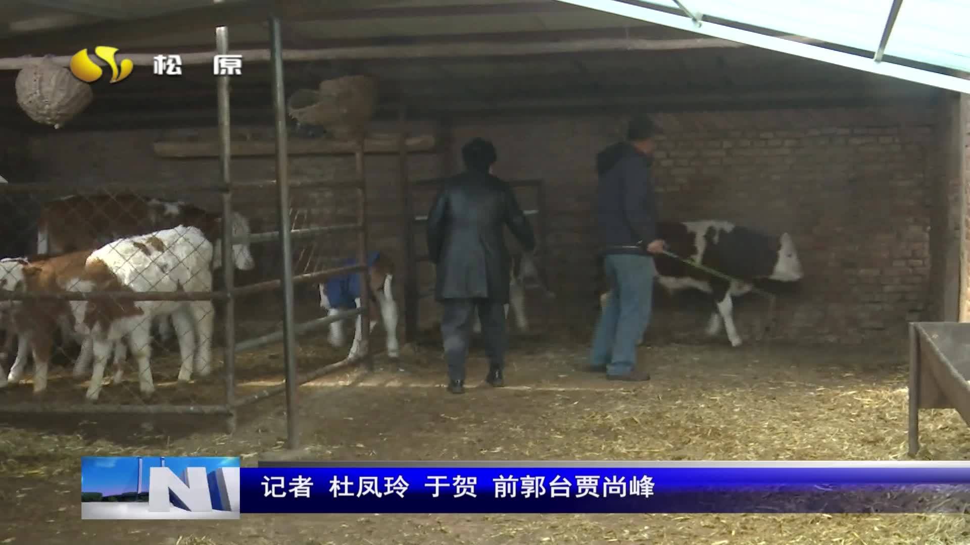 乡村振兴进行时  秸秆变牛肉 生活有奔头