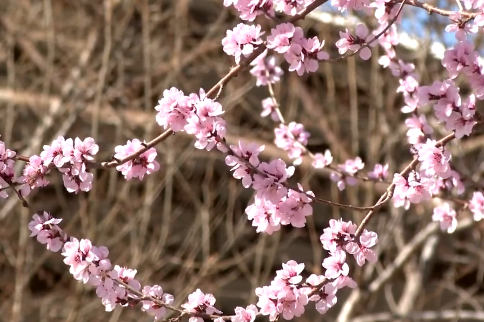 春意渐浓 山桃烂漫