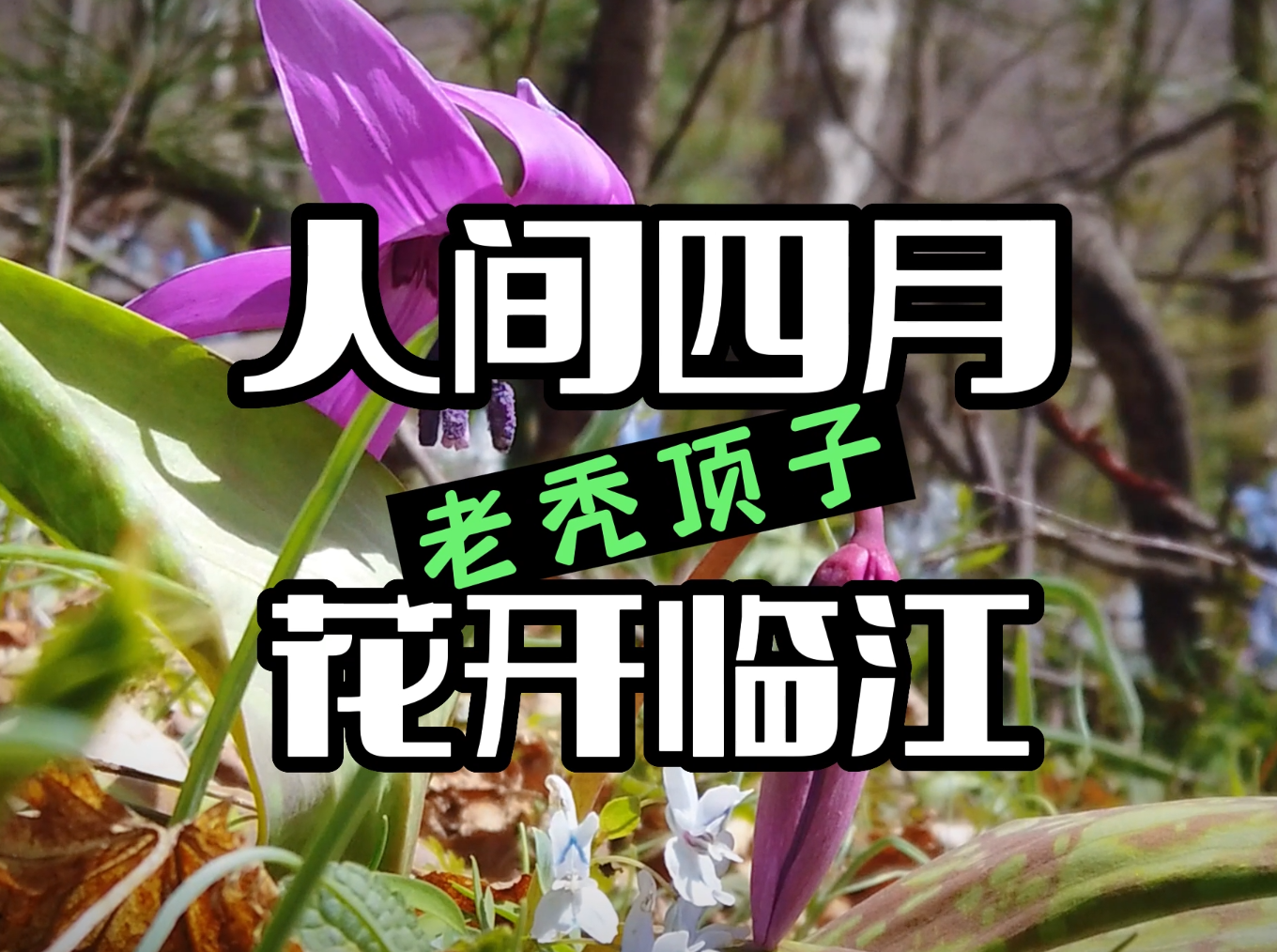 人间四月·花开临江｜老秃顶子