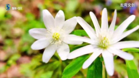 辉南县风光片：七色花谷 春醒花开