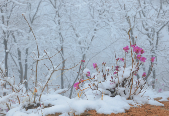 图们 | 春花与雪花同框