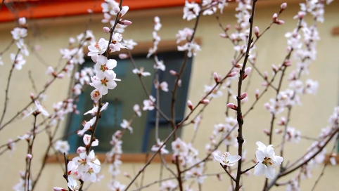 春天日记（二）——图们赏花踏春