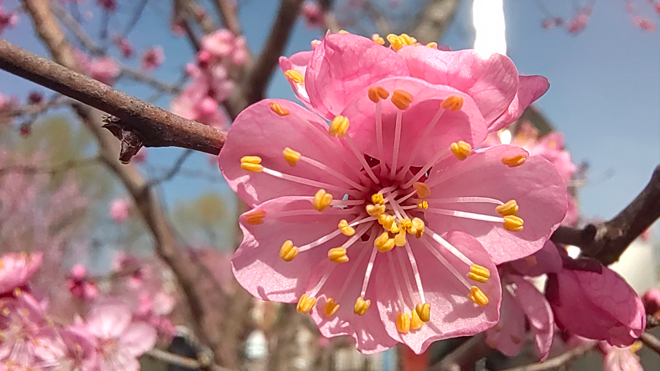 人间四月 花开临江 | 江心岛梅园