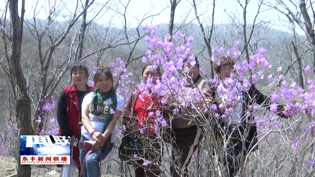 杜鹃花开满目春 山花烂漫醉游人